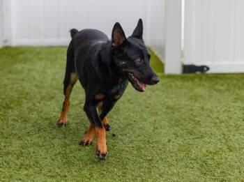 Terrier Dogs Available for Adoption in Bloomfield, Connecticut - Lynn | PetCurious