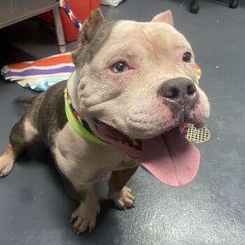 Hulk -  Mixed Breed Dog for Adoption in Allentown, Pennsylvania - Hulk | PetCurious