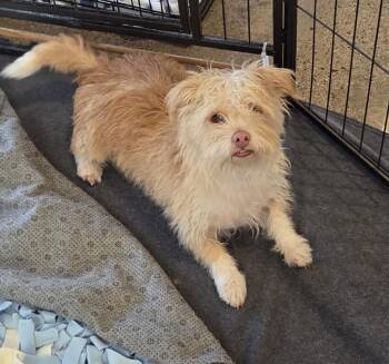 Daisy -  Terrier Dog for Adoption in Oakdale, California - Daisy | PetCurious
