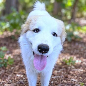 Kevin -  Great Pyrenees and Anatolian Shepherd Dog for Adoption in Boerne, Texas - Kevin | PetCurious