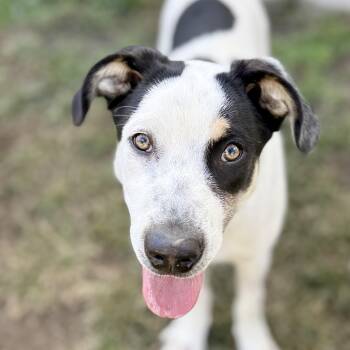 Sterling -  Australian Cattle Dog Blue Heeler and Great Pyrenees Dog for Adoption in Amarillo, Texas - Sterling | PetCurious