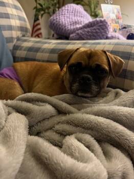 Rescue Pug Dogs for Adoption in Plymouth, Michigan - Steve (PW 1428) | PetCurious