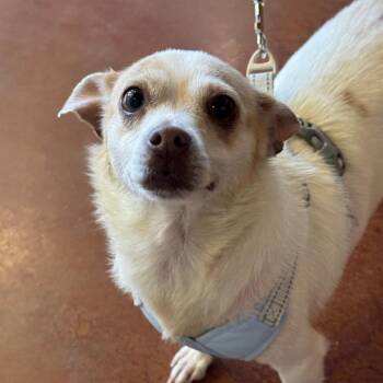 Terrier and Chihuahua Dogs Available for Adoption in Goleta, California - Giavanna | PetCurious