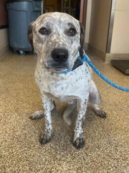 A1913830 -  Australian Cattle Dog Blue Heeler and Mixed Breed Dog Available for Adoption in Blythe, California - A1913830 | PetCurious