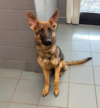 Kevin -  Mixed Breed Dog for Adoption in Nashville, Tennessee - Kevin | PetCurious