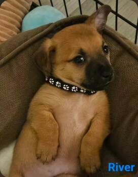 Chihuahua Dogs Available for Adoption - River | PetCurious