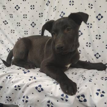 Gen X -  Alaskan Malamute and Pit Bull Terrier Dog for Adoption in Coos Bay, Oregon - Gen X | PetCurious