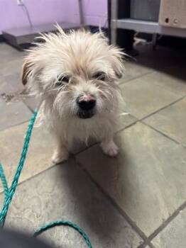 Terrier and Mixed Breed Dogs Available for Adoption - 60785215 | PetCurious