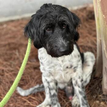 Mixed Breed Dogs Available for Adoption in Columbus, Georgia - Earl | PetCurious