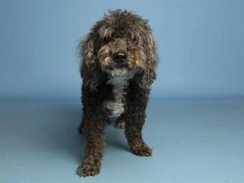 Poodle Dogs Available for Adoption in Phoenix, Arizona - CHIEF | PetCurious