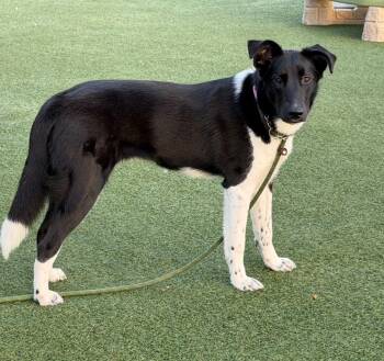 Great Pyrenees and Border Collie Dogs Available for Adoption in Columbia, Illinois - Laurel (Lola) | PetCurious