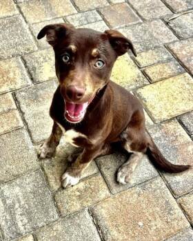 Labrador Retriever and Doberman Pinscher Dogs Available for Adoption - Stormy | PetCurious