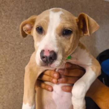 Terrier Dogs Available for Adoption in Dublin, California - Rosa | PetCurious