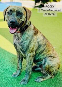 Rocky -  Pit Bull Terrier and Mixed Breed Dog for Adoption - Rocky | PetCurious