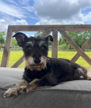 TABITHA -  Schnauzer Dog for Adoption in Houston, Texas - TABITHA | PetCurious