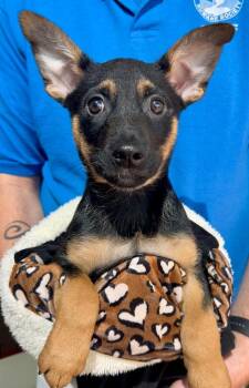 Mixed Breed Dogs Available for Adoption - Buck | PetCurious