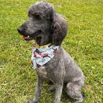 Poodle Dogs Available for Adoption in Fairfax Station, Virginia - Belle | PetCurious