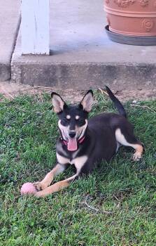 Meeah -  Carolina Dog and Australian Kelpie Dog for Adoption in Stanton, Kentucky - Meeah | PetCurious