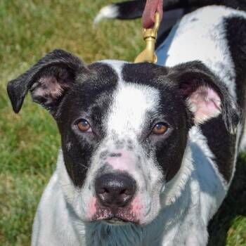 Rescue Boxer and American Staffordshire Terrier Dogs for Adoption in Huntley, Illinois - Spot | PetCurious