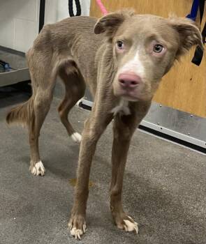 Rescue Weimaraner and Vizsla Dogs for Adoption - EQUINOX | PetCurious