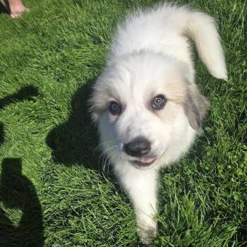 Mixed Breed and Great Pyrenees Dogs Available for Adoption in Madison, Wisconsin - Peaches | PetCurious