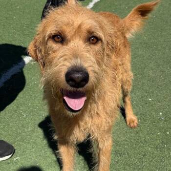 Sperry -  Poodle and Labrador Retriever Dog for Adoption in San Diego, California - Sperry | PetCurious