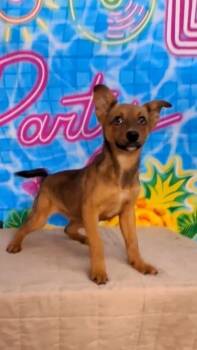 Mixed Breed Dogs Available for Adoption in Medfield, Massachusetts - Rhianna | PetCurious