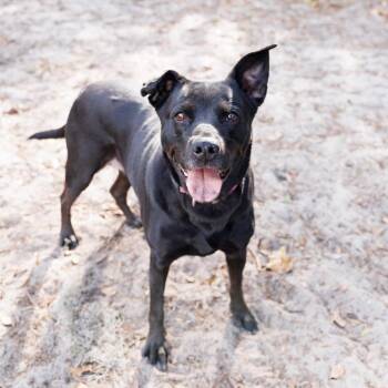 Mixed Breed Dogs Available for Adoption - Gemma | PetCurious