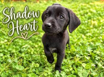 Shadow Heart -  Flat Coated Retriever Dog for Adoption in Midway, Utah - Shadow Heart | PetCurious