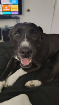 Rescue Pit Bull Terrier Dogs for Adoption in Tucson, Arizona - COURTESY POSTING Billy | PetCurious