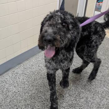 Poodle and Australian Shepherd Dogs Available for Adoption - Noodles | PetCurious