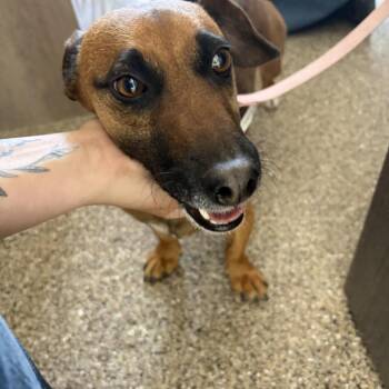 Dachshund Dogs Available for Adoption in Fallon, Nevada - Percy Jackson  | PetCurious
