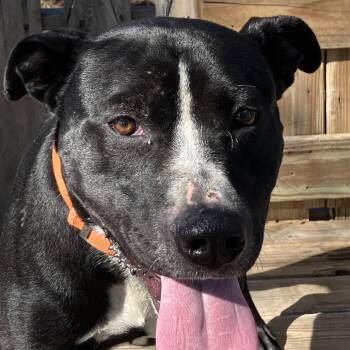 Brad -  Pit Bull Terrier Dog for Adoption in Pulaski, Tennessee - Brad | PetCurious