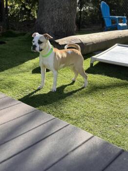 Chive -  Bulldog Dog for Adoption in Pawleys Island, South Carolina - Chive | PetCurious