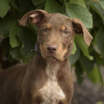 Brodie -  Hound Dog for Adoption in Lambertville, New Jersey - Brodie | PetCurious
