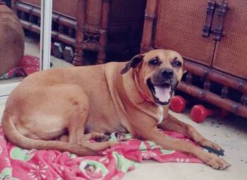 NADINE (out of town) -  Hound and Black Mouth Cur Dog for Adoption in New York, New York - NADINE (out Of Town) | PetCurious