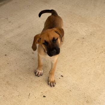 Tank -  Shepherd and Mixed Breed Dog for Adoption in Nashville, Tennessee - Tank | PetCurious