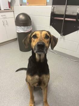 Jayda -  Hound Dog for Adoption in Moundsville, West Virginia - Jayda | PetCurious