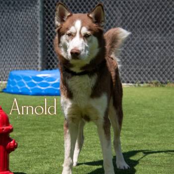 Arnold -  Siberian Husky Dog for Adoption in Parkersburg, West Virginia - Arnold | PetCurious