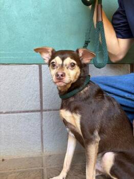 Bandit -  Chihuahua and Mixed Breed Dog for Adoption in Honolulu, Hawaii - Bandit | PetCurious