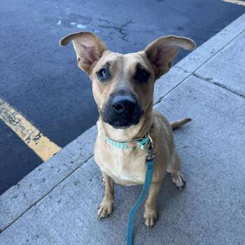 Rescue Mixed Breed Dogs for Adoption in Bend, Oregon - Faith SF | PetCurious