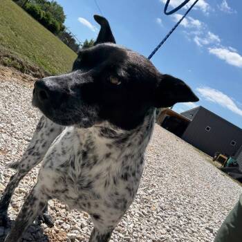 Kylie -  Australian Cattle Dog Blue Heeler Dog for Adoption in West Point, Mississippi - Kylie | PetCurious