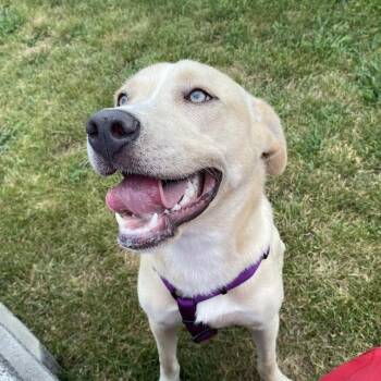 Rescue Mixed Breed Dogs for Adoption in Fletcher, North Carolina - Heidi | PetCurious