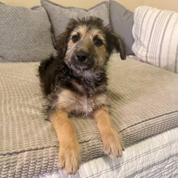 Shepherd Dogs Available for Adoption in Agoura Hills, California - Gia | PetCurious