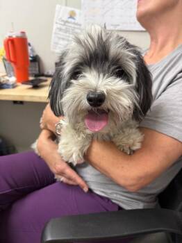 Ben -  Lhasa Apso Dog for Adoption in Sorrento, Louisiana - Ben | PetCurious