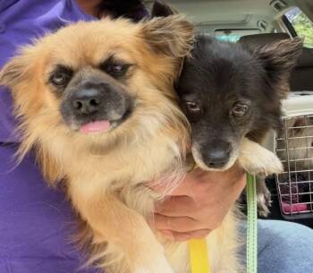 Brooke & Zack (aka Brachy & Zachy) BONDED PAIR -  Chihuahua Dog for Adoption in Bridgeton, New Jersey - Brooke & Zack (aka Brachy & Zachy) BONDED PAIR | PetCurious