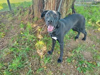 Rescue Black Labrador Retriever Dogs for Adoption in Jersey City, New Jersey - Precious | PetCurious