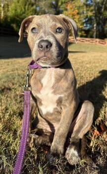 Rescue Terrier Dogs for Adoption in Greenville, South Carolina - Maize | PetCurious