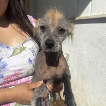 Putzie -  Xoloitzcuintli Mexican Hairless Dog for Adoption in Corona, California - Putzie | PetCurious