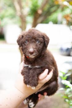 Critter -  Aussiedoodle and Goldendoodle Dog for Adoption in Franklin, Tennessee - Critter | PetCurious